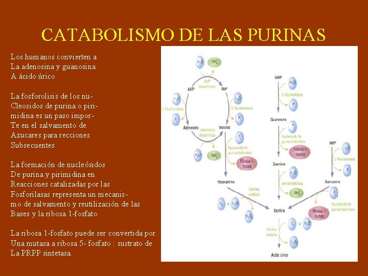 CATABOLISMO DE LAS PURINAS Los humanos convierten a La adenosina y guanosina A ácido