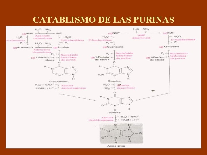 CATABLISMO DE LAS PURINAS 