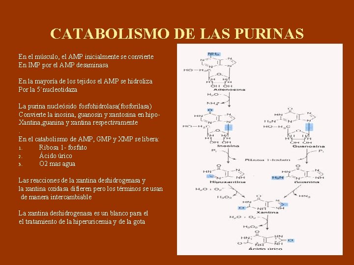 CATABOLISMO DE LAS PURINAS En el músculo, el AMP inicialmente se convierte En IMP