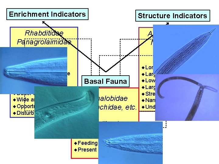 Enrichment Indicators Rhabditidae Panagrolaimidae etc. ¨Short lifecycle ¨Small/ Mod. body size ¨High fecundity ¨Small