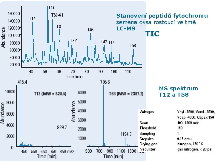 Stanovení peptidů fytochromu semena ovsa rostoucí ve tmě LC-MS TIC MS spektrum T 12