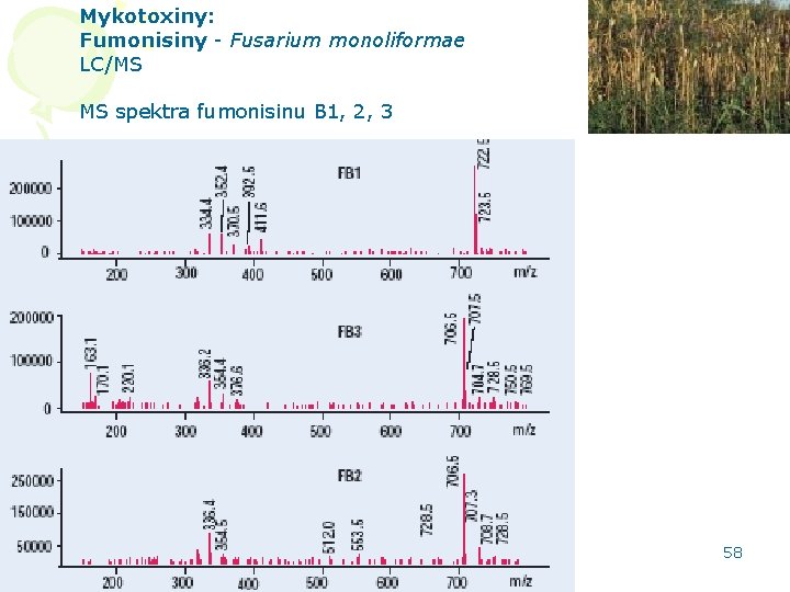 Mykotoxiny: Fumonisiny - Fusarium monoliformae LC/MS MS spektra fumonisinu B 1, 2, 3 HPLC