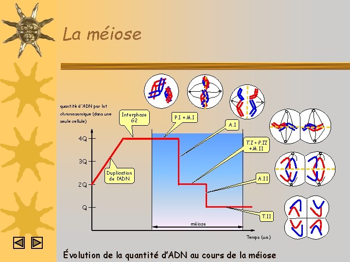 La méiose quantité d'ADN par lot chromosomique (dans une seule cellule) Interphase G 2