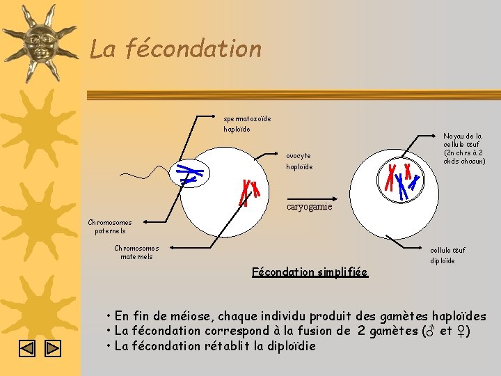 La fécondation spermatozoïde haploïde ovocyte haploïde Noyau de la cellule œuf (2 n chrs