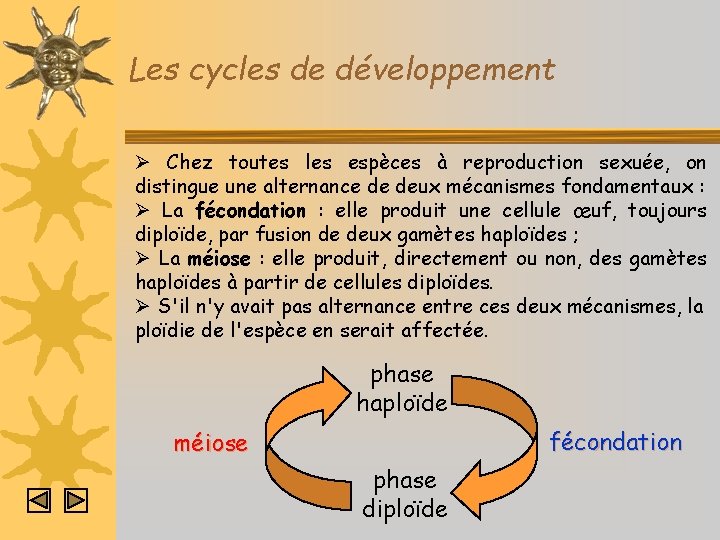 Les cycles de développement Ø Chez toutes les espèces à reproduction sexuée, on distingue