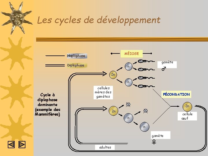 Les cycles de développement MÉIOSE Haplophase Diplophase n 2 n n Cycle à diplophase