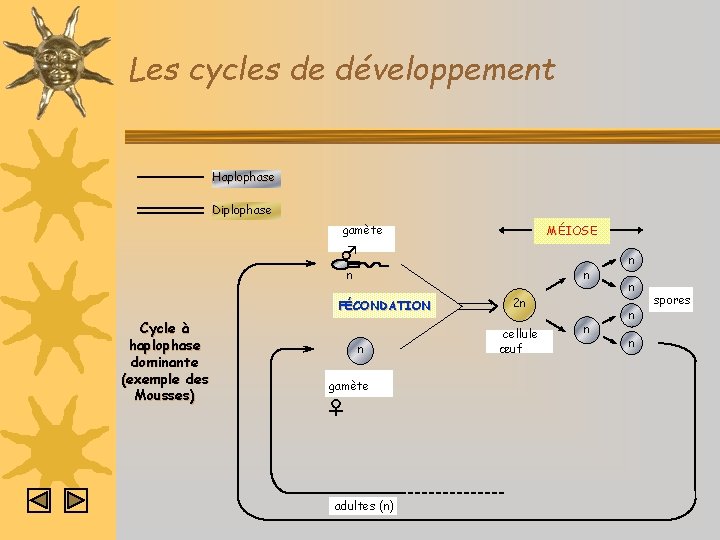 Les cycles de développement Haplophase Diplophase gamète MÉIOSE ♂ n n FÉCONDATION Cycle à