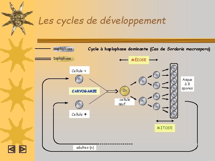 Les cycles de développement Cycle à haplophase dominante (Cas de Sordaria macrospora) Haplophase Diplophase