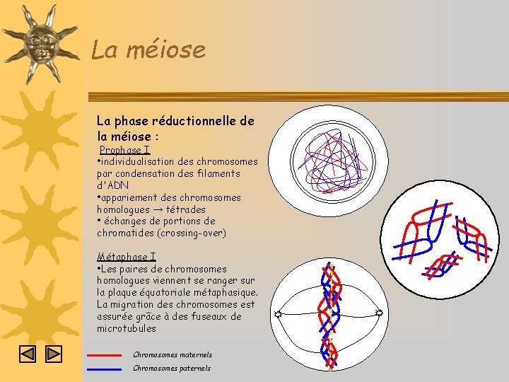 La méiose La phase réductionnelle de la méiose : Prophase I • individualisation des