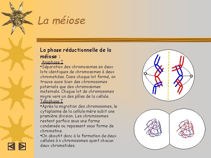 La méiose La phase réductionnelle de la méiose : Anaphase I • Séparation des