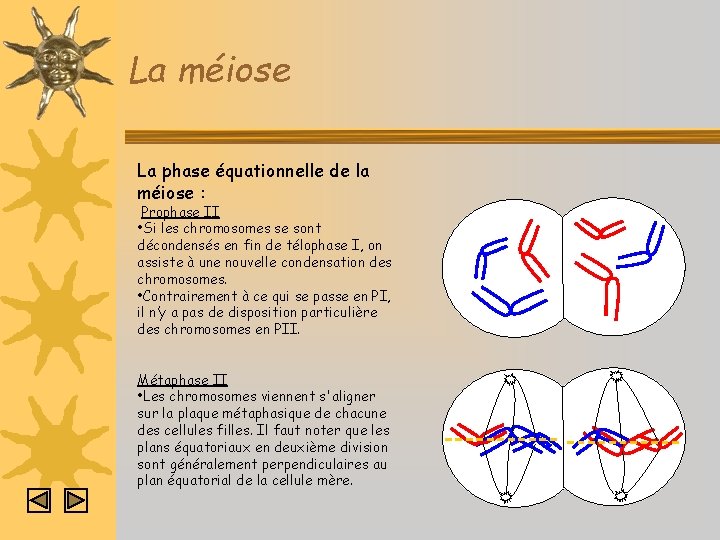 La méiose La phase équationnelle de la méiose : Prophase II • Si les