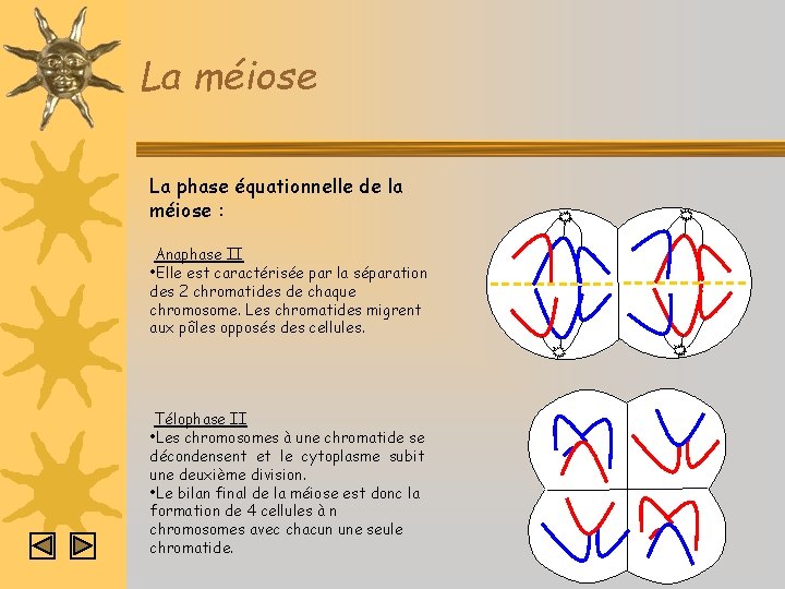 La méiose La phase équationnelle de la méiose : Anaphase II • Elle est