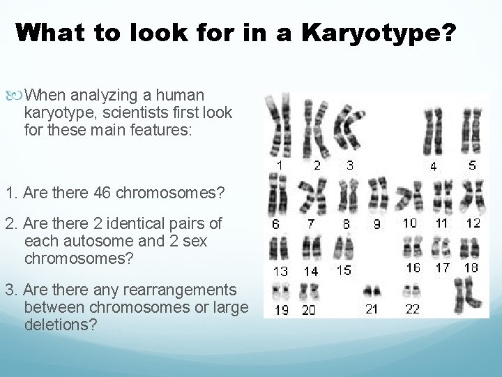 What to look for in a Karyotype? When analyzing a human karyotype, scientists first
