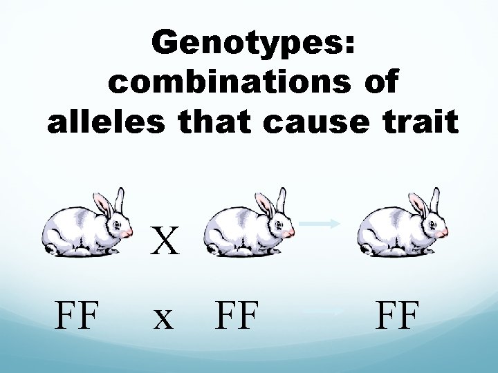 Genotypes: combinations of alleles that cause trait X FF x FF FF 