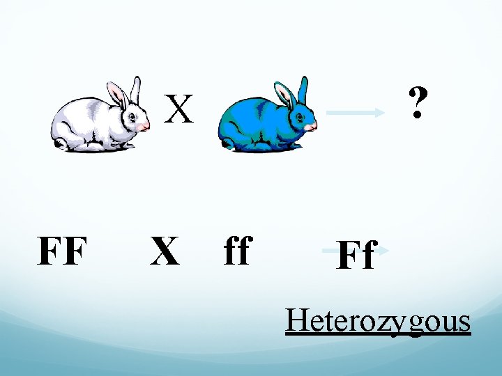 ? X FF X ff Ff Heterozygous 