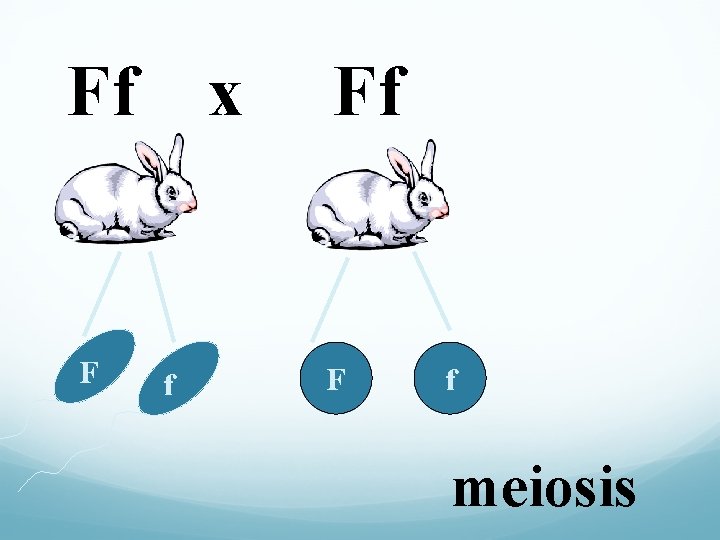 Ff F x f Ff F f meiosis 