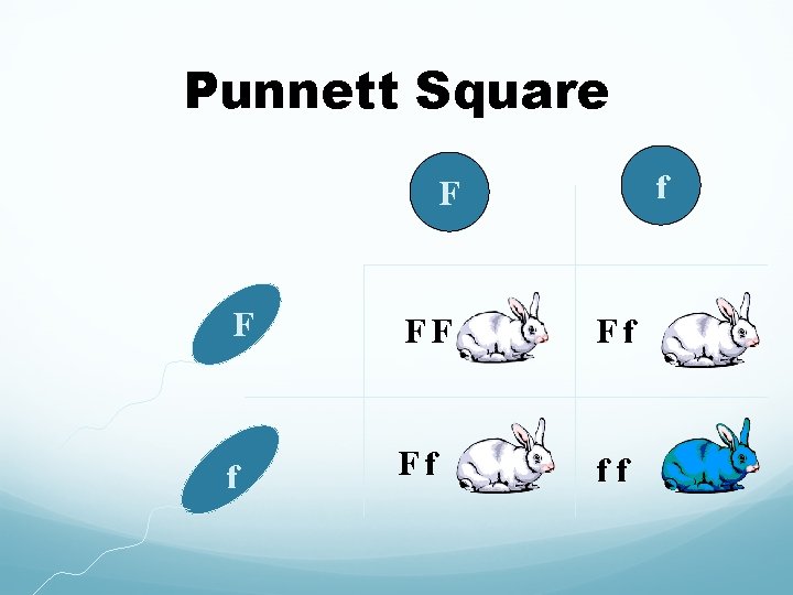 Punnett Square f F F FF Ff ff 