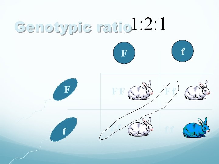Genotypic ratio 1: 2: 1 f F F FF Ff ff 