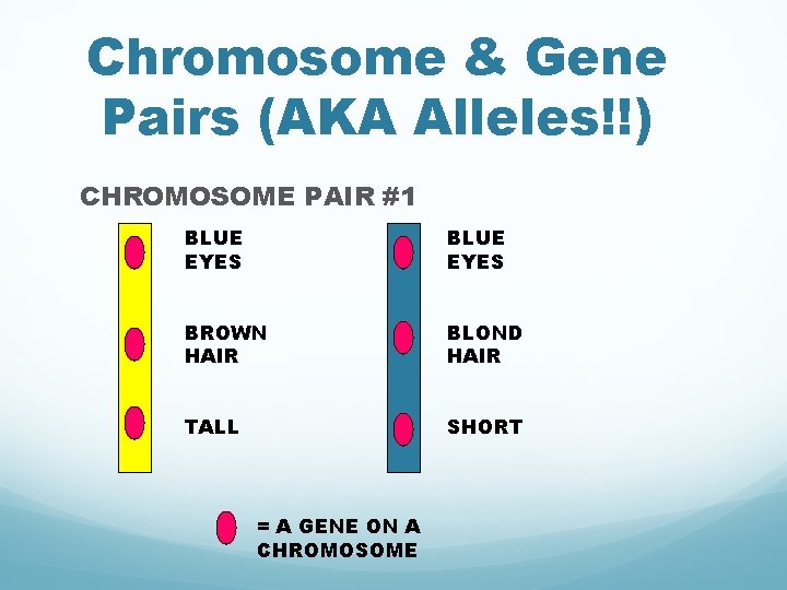 Chromosome & Gene Pairs (AKA Alleles!!) CHROMOSOME PAIR #1 BLUE EYES BROWN HAIR BLOND