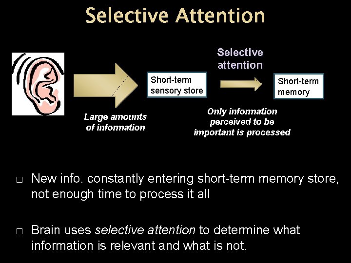 Selective Attention Selective attention Short-term sensory store Large amounts of information Short-term memory Only Selective Attention Selective attention Short-term sensory store Large amounts of information Short-term memory Only