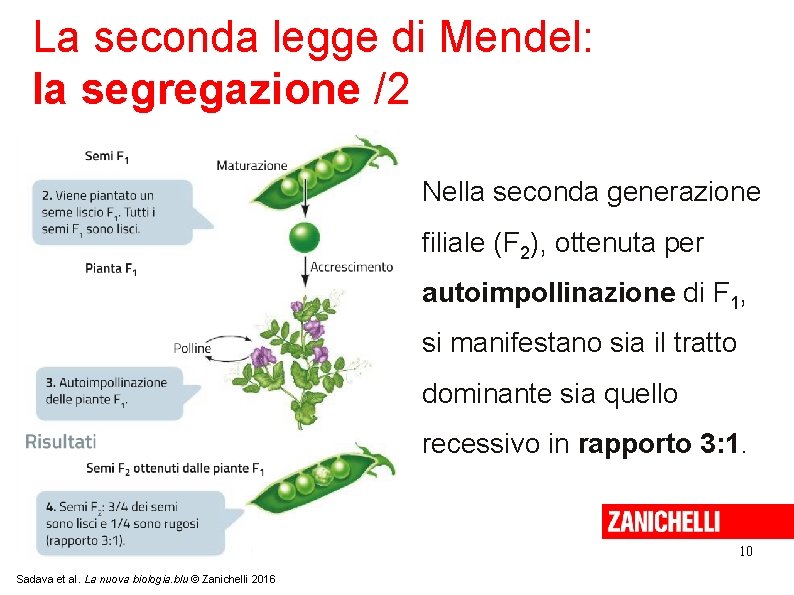 La seconda legge di Mendel: la segregazione /2 Nella seconda generazione filiale (F 2),