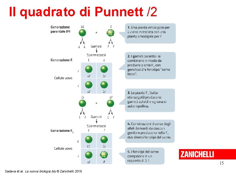 Il quadrato di Punnett /2 15 Sadava et al. La nuova biologia. blu ©