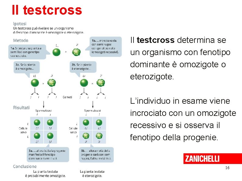 Il testcross determina se un organismo con fenotipo dominante è omozigote o eterozigote. L’individuo