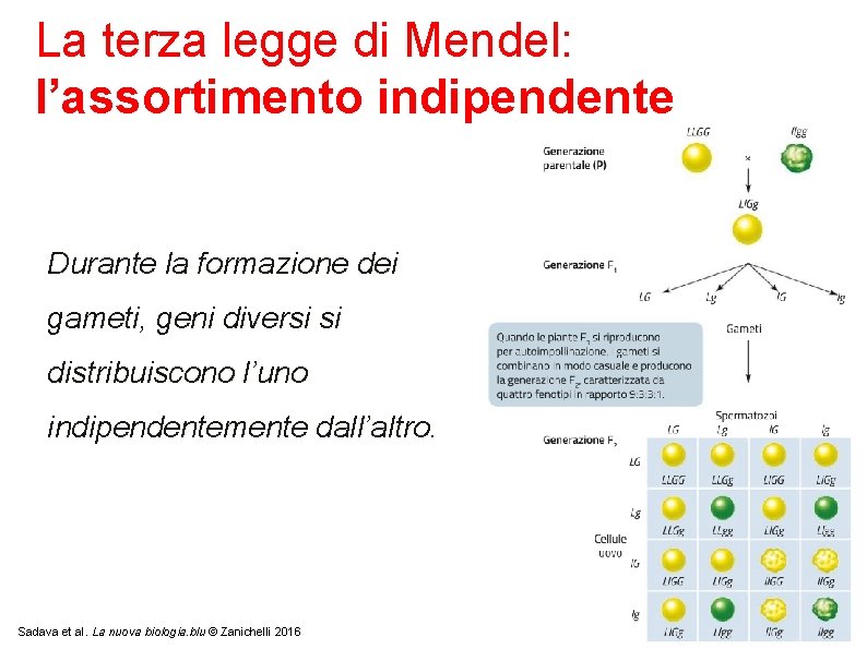 La terza legge di Mendel: l’assortimento indipendente Durante la formazione dei gameti, geni diversi