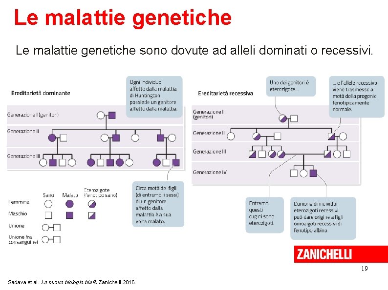 Le malattie genetiche sono dovute ad alleli dominati o recessivi. 19 Sadava et al.