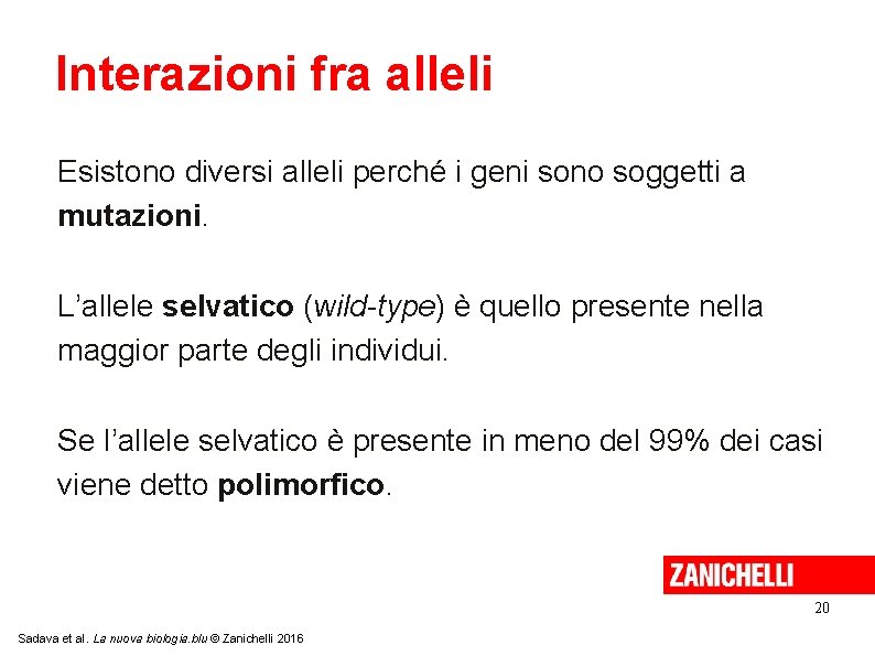 Interazioni fra alleli Esistono diversi alleli perché i geni sono soggetti a mutazioni. L’allele