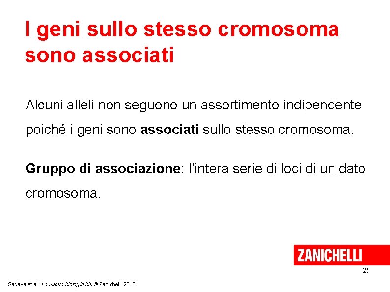 I geni sullo stesso cromosoma sono associati Alcuni alleli non seguono un assortimento indipendente