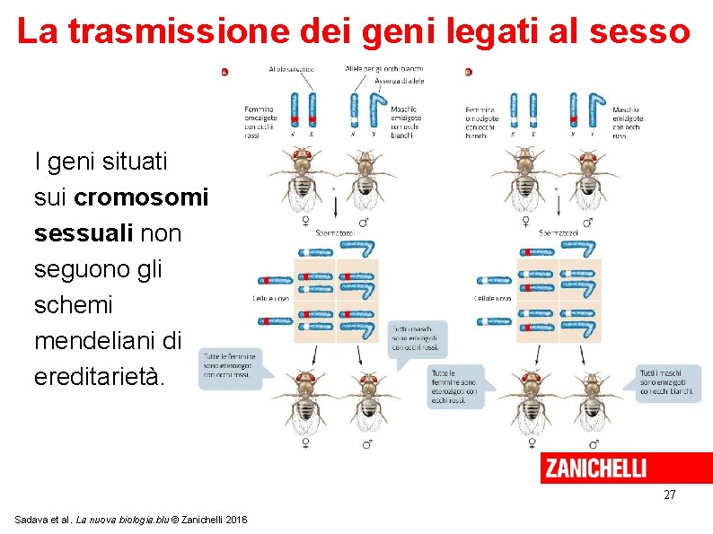 La trasmissione dei geni legati al sesso I geni situati sui cromosomi sessuali non