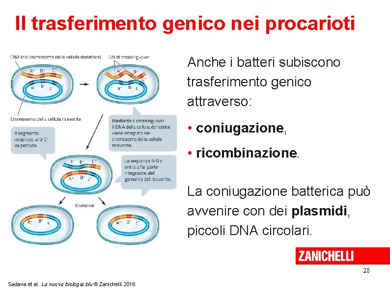 Il trasferimento genico nei procarioti Anche i batteri subiscono trasferimento genico attraverso: • coniugazione,