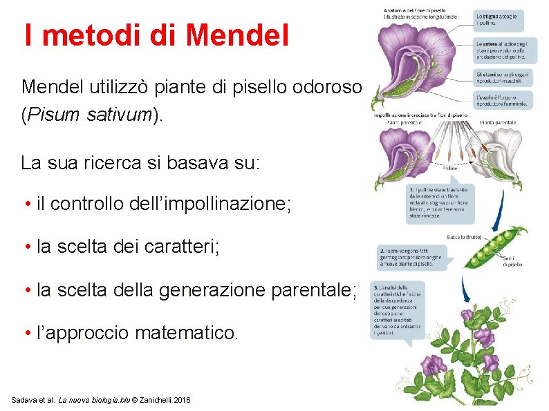 I metodi di Mendel utilizzò piante di pisello odoroso (Pisum sativum). La sua ricerca