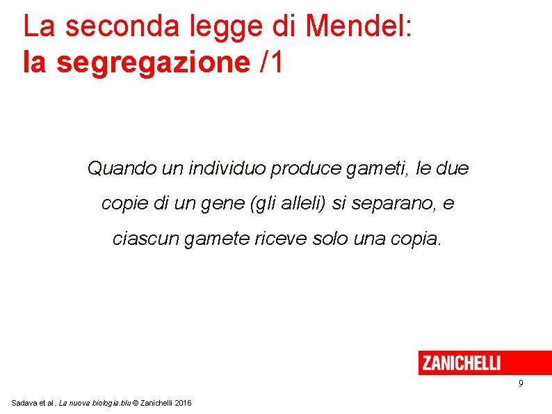 La seconda legge di Mendel: la segregazione /1 Quando un individuo produce gameti, le