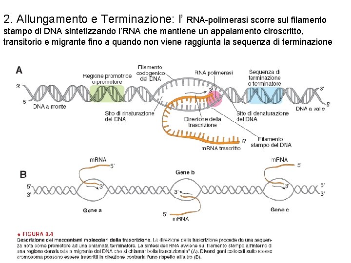 2. Allungamento e Terminazione: l’ RNA-polimerasi scorre sul filamento stampo di DNA sintetizzando l’RNA