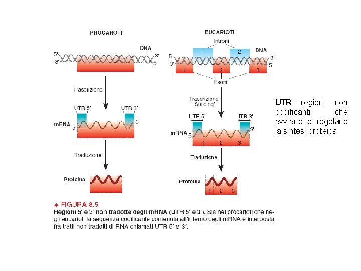 UTR regioni non codificanti che avviano e regolano la sintesi proteica 