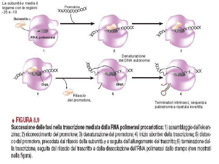 La subunità s media il legame con le regioni -35 e -10 Denaturazione del