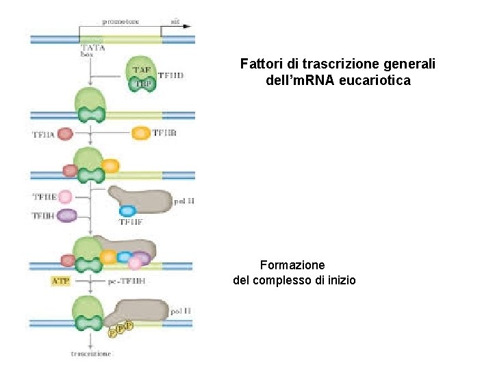 Fattori di trascrizione generali dell’m. RNA eucariotica Formazione del complesso di inizio 