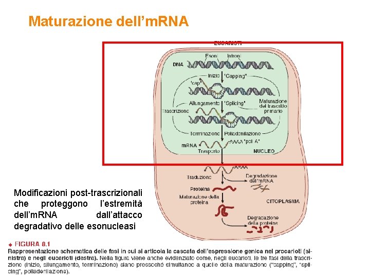 Maturazione dell’m. RNA Modificazioni post-trascrizionali che proteggono l’estremità dell’m. RNA dall’attacco degradativo delle esonucleasi
