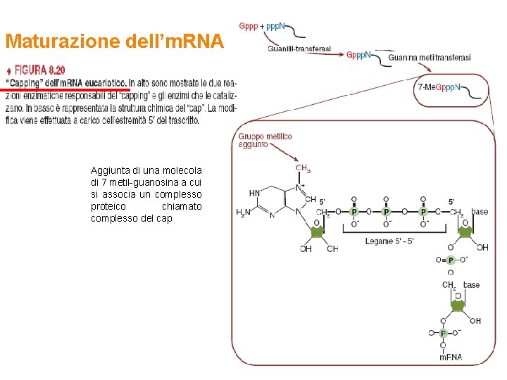 Maturazione dell’m. RNA Aggiunta di una molecola di 7 metil-guanosina a cui si associa