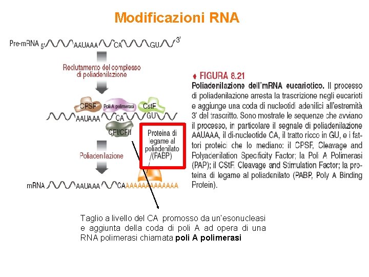 Modificazioni RNA Taglio a livello del CA promosso da un’esonucleasi e aggiunta della coda