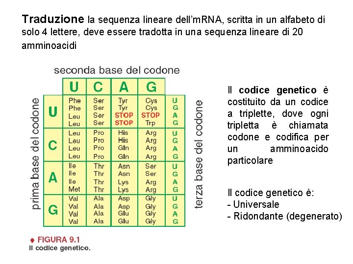 Traduzione la sequenza lineare dell’m. RNA, scritta in un alfabeto di solo 4 lettere,