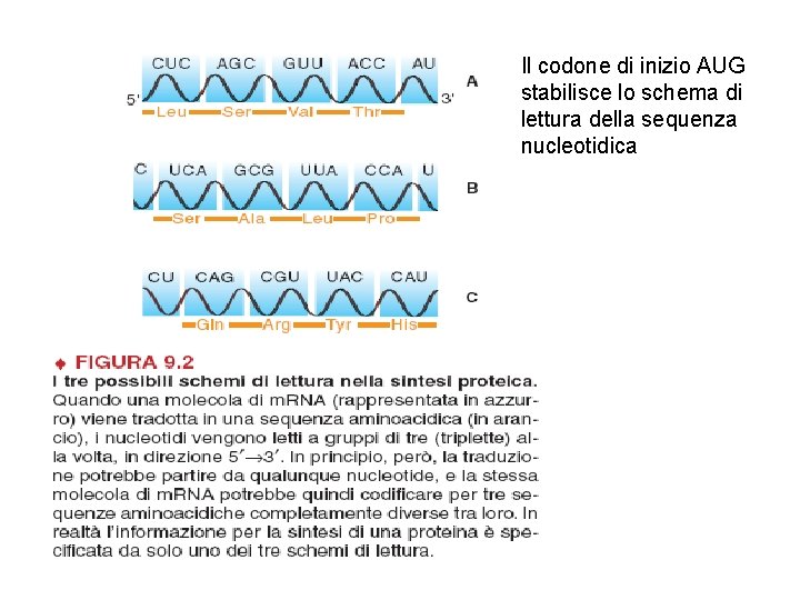 Il codone di inizio AUG stabilisce lo schema di lettura della sequenza nucleotidica 