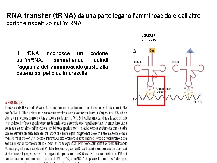 RNA transfer (t. RNA) da una parte legano l’amminoacido e dall’altro il codone rispettivo