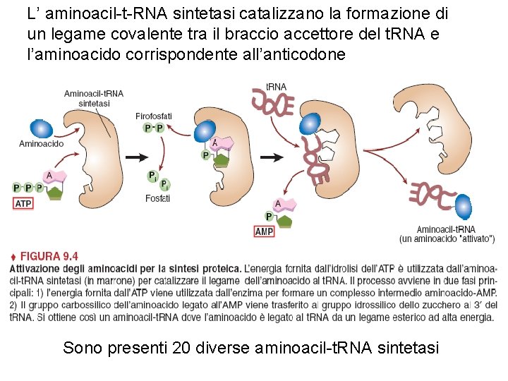 L’ aminoacil-t-RNA sintetasi catalizzano la formazione di un legame covalente tra il braccio accettore
