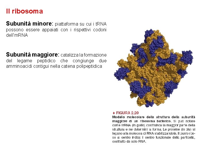 Il ribosoma Subunità minore: piattaforma su cui i t. RNA possono essere appaiati con