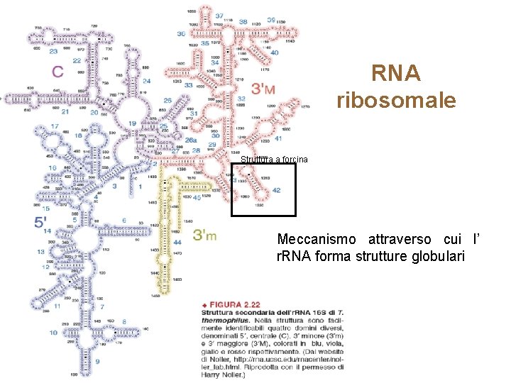 RNA ribosomale Struttura a forcina Meccanismo attraverso cui l’ r. RNA forma strutture globulari