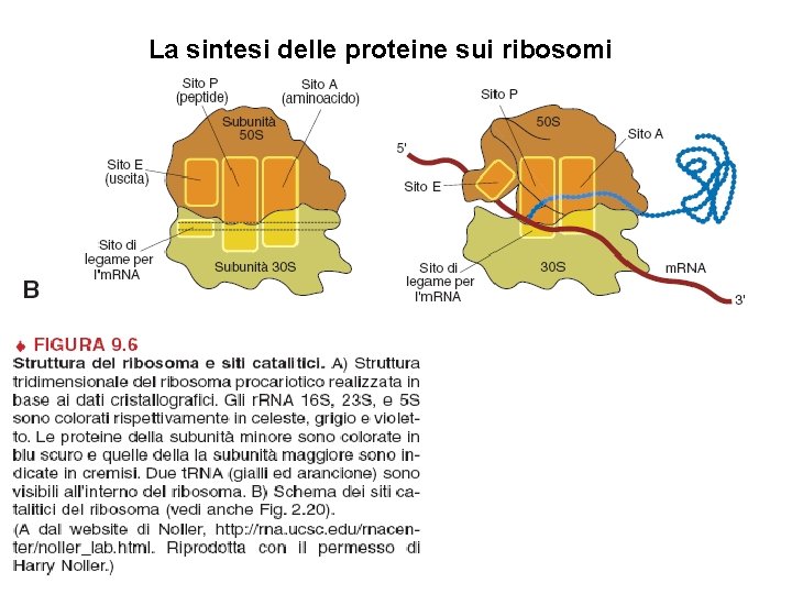 La sintesi delle proteine sui ribosomi 