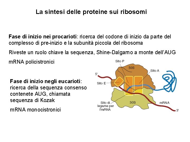 La sintesi delle proteine sui ribosomi Fase di inizio nei procarioti: ricerca del codone